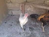 Chickens — 写真 8