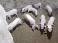 Säue, Schweine — Foto 2