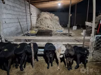Bélier, Moutons — photo 1