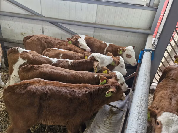 İribuynuzlu mal-qara (partiya, cinsi göstərilməyib), Simmental cattle