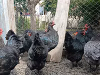 أوسترالورب — الصورة 5
