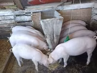Knur, Świnie — zdjęcie 2