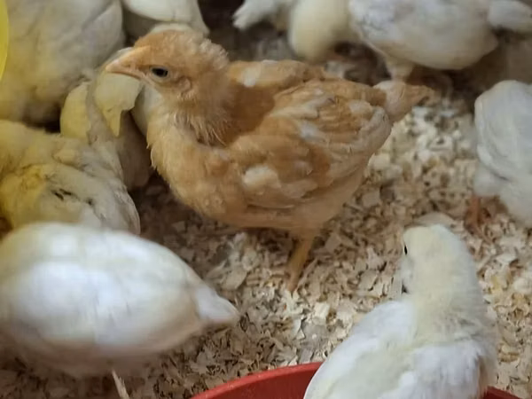 Shamo chickens