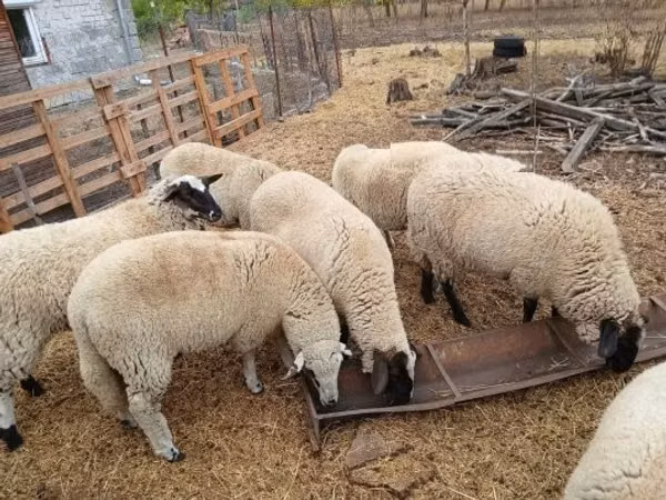 Ovce, Suffolk sheep