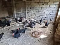أمريكان غيم — الصورة 1