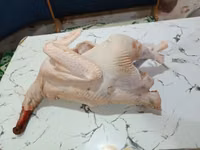 Turkeys — फ़ोटो 8