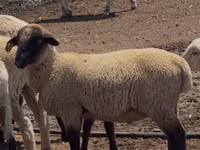 Koç, Hampshire sheep — foto 1