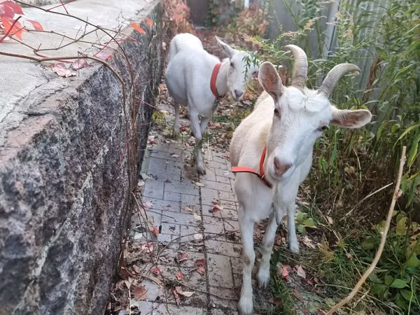 Echki, Echkilar