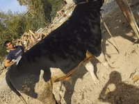 Toro, Ganado vacuno — foto 1