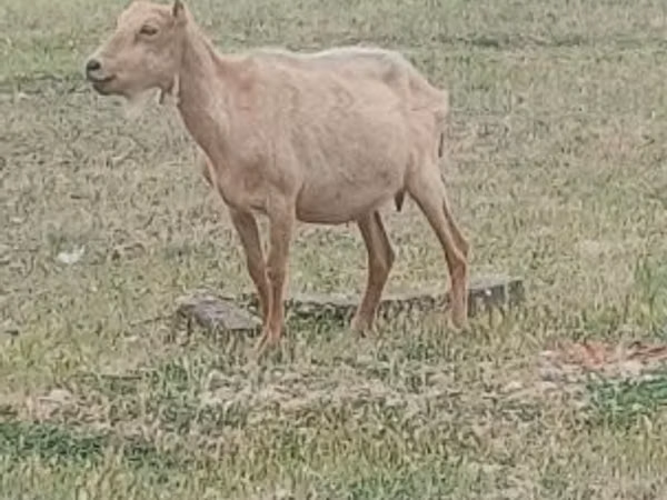 თხა, Alpine goat