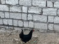 Chickens — foto 2