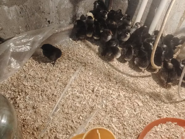 Chickens