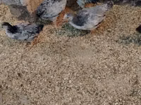 Chickens — foto 2
