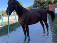 குதிரை, Budyonny horse — புகைப்படம் 1