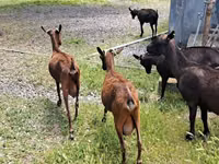 Koza, Murcia-Granada goats — zdjęcie 1