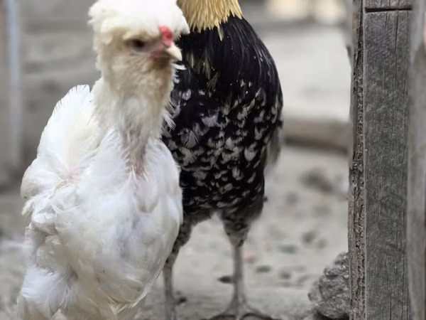 Chickens