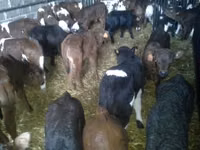 Býk, Simmental cattle — foto 6