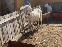 Koza, Nubian Goat — foto 5