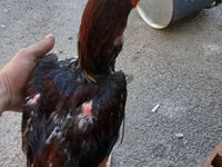 Chickens — foto 4