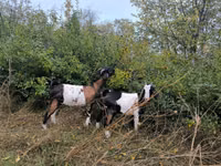 Echki, Echkilar — 4-rasm