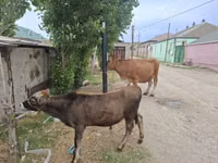 Touro, Bovinos — foto 2