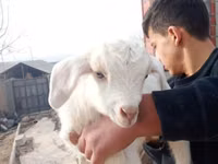 母山羊, Goats — 照片 1