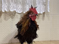 براهما — الصورة 3