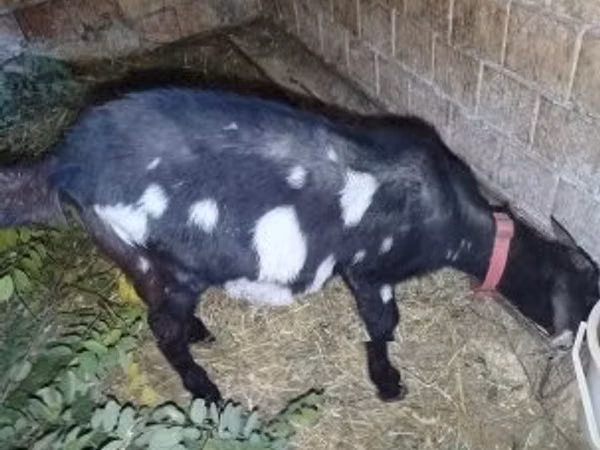 बकरी, Nubian Goat