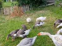 Geese — foto 3