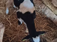 İnek, Russian Black pied cattle — foto 2
