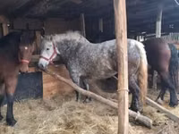 Klisna, Koně — foto 3