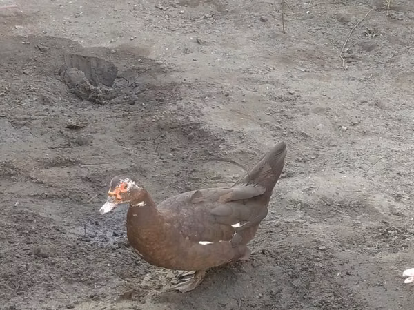 Ducks