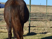 Kısrak, Quarter Horse — foto 3