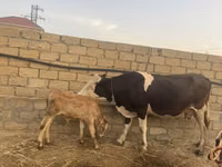 ძროხა, Simmental cattle — ფოტო 1