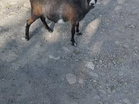 பெண் வெள்ளாடு, Nubian Goat — புகைப்படம் 2