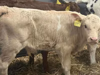 Skot (série, pohlaví neuvedeno), Simmental cattle — foto 1
