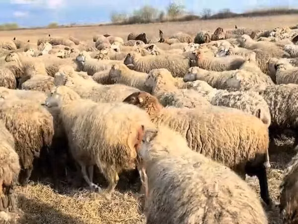 ცხვარი, ცხვრები