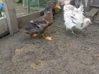 Ducks — Foto 5