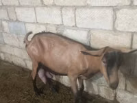 பெண் வெள்ளாடு, Alpine goat — புகைப்படம் 2