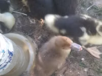 Ducks — foto 8