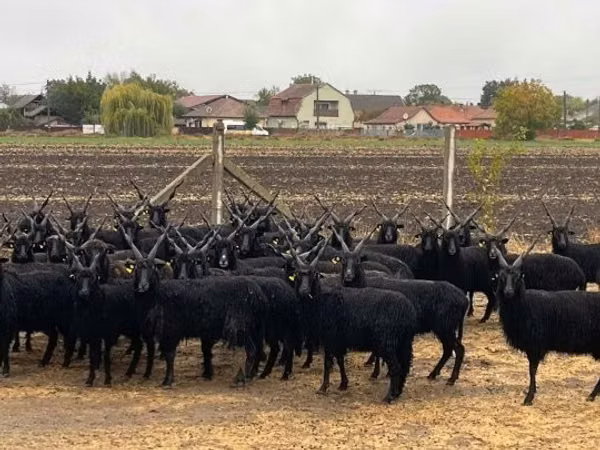 Қойлар (топ, жынысы көрсетілмеген), Racka sheep