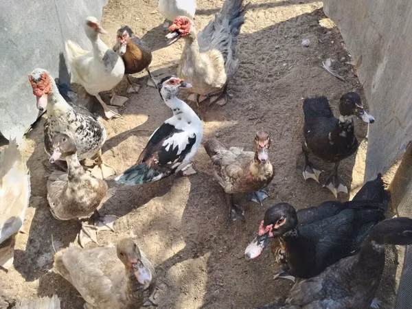 Ducks