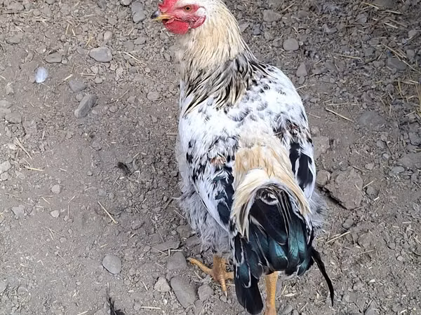 Chickens