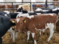ثور, Simmental cattle — الصورة 4