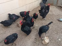 Australorp — foto 2