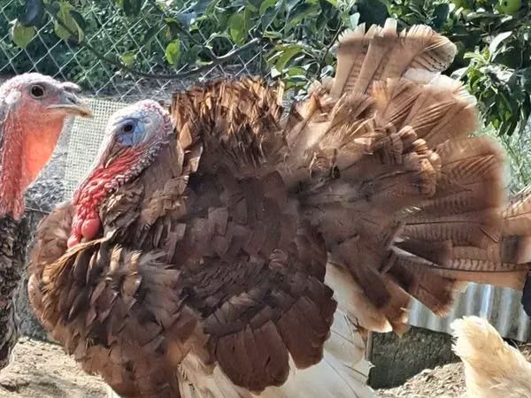 Turkeys — Armaniston