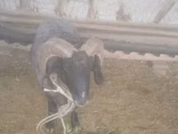 Bélier, Moutons — photo 5