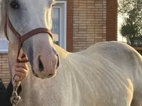 雄馬, Anglo-Arabian — 写真 1