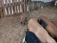 भेड़ें (लॉट, लिंग निर्दिष्ट नहीं), Cameroon sheep — फ़ोटो 3
