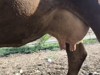 Vaca, Raça Alatau — foto 1